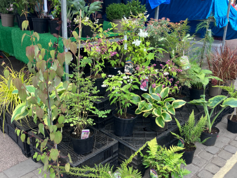 Mellington Nurseries